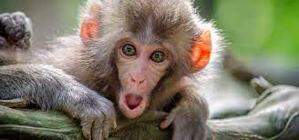 The primate lineage is thought to go back at least 65 mya (million years ago),14 even though the oldest known primate from the fossil record is. Our Consumer Habits Are Driving Primates Extinct