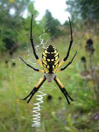 Happy Halloween Insects Arachnids Spider