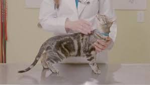 Kedilerin Kilo Cizelgesi Kedi Kac Kilo Olmali Suzionline