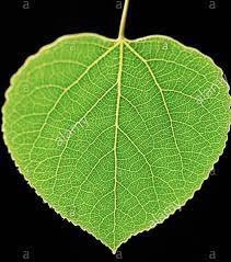 Aspen Leaf Plant Leaves Aspen Leaf Design Art