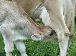 Find information for consumers, cattle producers, educators & media. Bottle Calves 5 Survival Tips Manna Pro