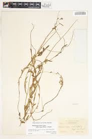 Image result for Wahlenbergia krebsii