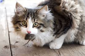 Image result for cat with tongue out