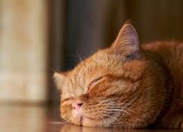 Can cats snore in their sleep? Cats Snoring Normal Or Abnormal