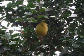 Image result for Citrus maxima