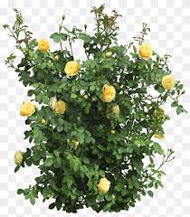 Use it in your personal projects or share it as a cool sticker on whatsapp, tik tok, instagram, facebook messenger, wechat, twitter or in other messaging apps. Yellow And White Flowers Shrub Flowering Plant Rose Bushes Annual Plant Flower Rose Order Png Pngwing