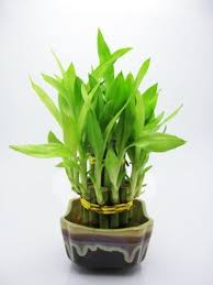 Pin On Bamboo Plant
