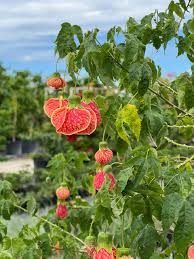 Image result for Abutilon angulatum