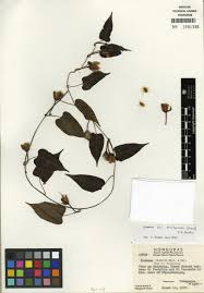 Image result for Ipomoea coscinosperma