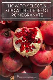 Dig at least two to three times the circumference of the root ball, and after the plant is in the hole, fill it with mulch. Best Pomegranate Varieties To Grow In Your Garden Pots Plus How To Prune Water And Fertilize Greenhouse Studio