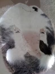 This coffee table for cats by e&y is perfect for any pet owner. Cat Sitting On Glass Coffee Table