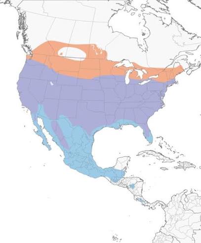 Cooper's Hawk Overview, All About Birds, Cornell Lab of Ornithology