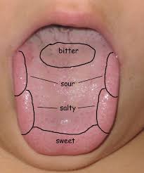 Sense Of Taste Tongue Map Senses Preschool Kindergarten