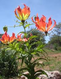 Image result for Ceratotheca integribracteata