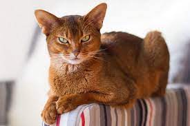 Maybe you would like to learn more about one of these? Gato Abisinio El Eterno Cachorro