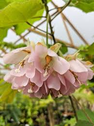 Image result for Dombeya