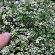 Image result for Euonymus fortunei