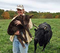 All About Irish Dexter Cattle Homesteading And Livestock Mother Earth News
