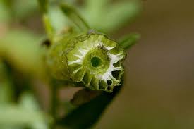 Image result for Sphenoclea zeylanica