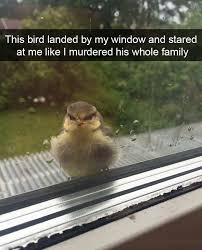 Birds Chirping In The Morning Meme Get Ready For A Chirp Ful Day Birds Birdmemes Animalmemes Funny In 2020 Funny Animal Memes Animal Jokes Funny Animals