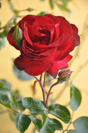 Pin By Whatsapp Status On Rose Day Images Amazing Flowers Rose Flower Wallpaper Beautiful Flowers Wallpapers