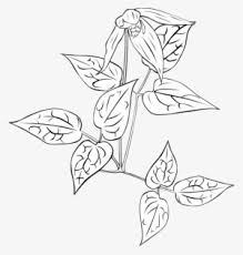 Blue line gambar latar belakang seni seni, latar belakang seni gamb. Art Clipart Png Free Hd Art Clipart Transparent Image Page 21 Pngkit