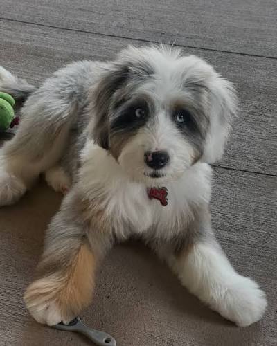 Castle Rock Bernedoodles (@castlerockbernedoodles) · Castle Rock, CO