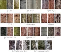 May 26, 2021 · identify maple trees by their bark: Figure 13 From Tree Identification From Images Semantic Scholar