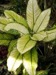 20 Forgiving Houseplants Tropical House Plants Indoor Tropical Plants Plants