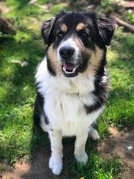 If you are getting a puppy, after purchasing, you have to begin the training. Top 35 Australian Shepherd Mixes Hard Working Canine Companions Petvr Com