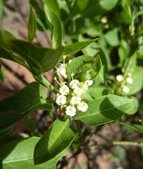 Image result for Psydrax livida