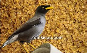 Biasanya gambar ponsel android ini cuma bergambar 2d yang pastinya saja cukup menarik. Membuat Pakan Racikan Spesial Untuk Burung Jalak Kerbau Om Kicau