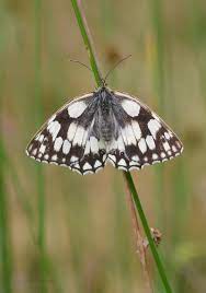 Pin En Mariposas