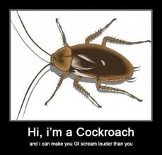 When it comes to pest control, las vegas homeowners or business properties can schedule inspections within 24 hours of placing the call. Cockroach Funny Pictures Funnypictures Animal Totems Insects Cockroaches