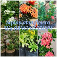 Bentuk dan wangi bunga ini dinilai sangat unik selain itu, dapat tumbuh bergerombol. Jual Tanaman Asoka Mini 1 Paket 6 Jenis Soka Mini Kab Bogor Sopian Alamflowra Tokopedia
