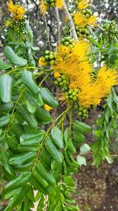 Image result for Cordyla