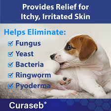 This is because the immune system keeps the flora and fauna that are normal inhabitants of the skin in check. Amazon Com Bexley Labs Curaseb Medicated Chlorhexidine Spray For Dogs Cats Relieves Skin Infections Hot Spots Paw Licking Allergies And Acne With Soothing Aloe Vera Veterinary Formula Pet Supplies