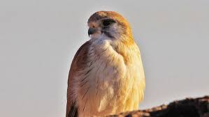 Pin On Birds