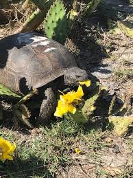 Desert tortoise gopherus agassizi eating prickly pear cactus fruit saguaro national park sonoran desert arizona. Facebook
