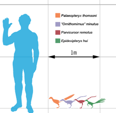 Dinosaur Size Wikipedia