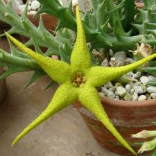 Image result for Orbea caudata
