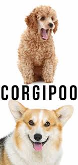 In this litter, the two white corgipoo puppies are female. Corgipoo A Guide To The Pembroke Welsh Corgi Poodle Mix