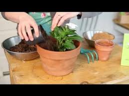 Quality houseplant soil is critical for healthy plants. Potting Plants Using Sand Topsoil Indoor Planting Youtube
