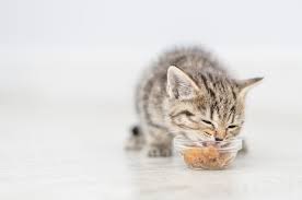homemade kitten food health home