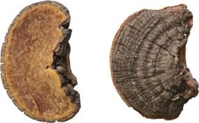 Image result for Phellinus pini