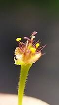 Image result for Commelina triangulispatha