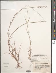 Image result for Melinis macrochaeta