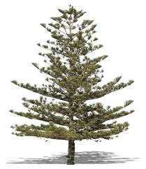 My norfolk island pine makes the perfect christmas tree. Cut Out Norfolk Island Pine Vishopper