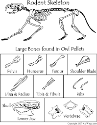 Heres A Bone Chart To Use When Dissecting Owl Pellets
