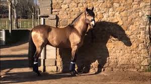 The buckskin is thought to have originated from the spanish sorraia. Gervasio Buckskin Lusitano Stallion For Sale In Spain Youtube